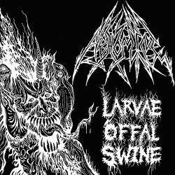 Larvæ Offal Swine