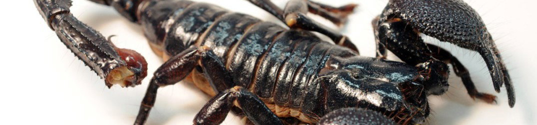 Recensione libro: Scorpions - Uragano Tedesco, di Martin Popoff