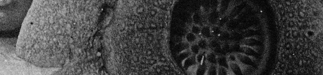 Negative Symbols: in streaming completo "Without Voices"