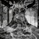 Copertina di As Yggdrasil Trembles dei Unleashed